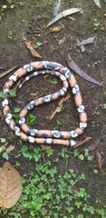 Lampropeltis micropholis