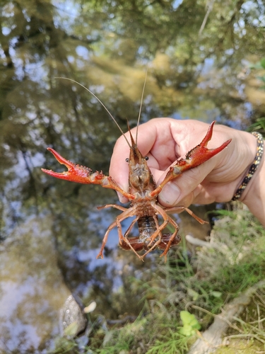 Red Swamp Crayfish