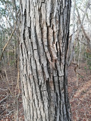 Dalbergia granadillo