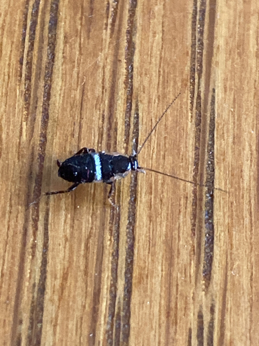 Variable Cockroach