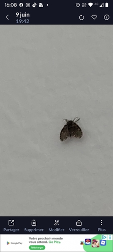Bathroom Moth Fly
