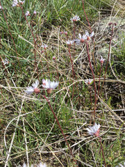 Lithophragma glabrum