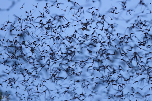 Mexican Free-tailed Bat