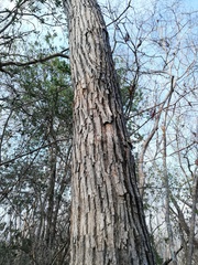 Dalbergia granadillo