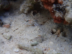 Fusigobius