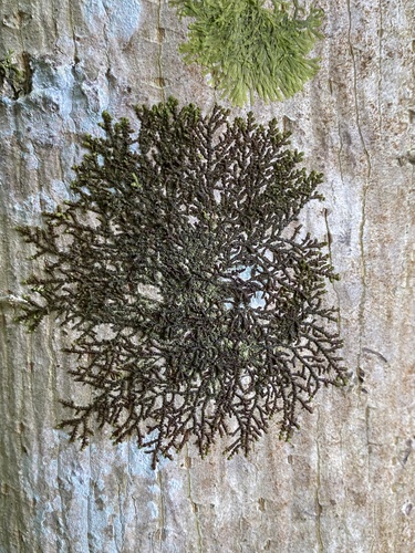 Dilated Scalewort