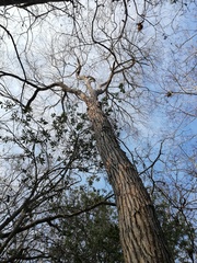 Dalbergia granadillo