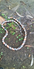 Lampropeltis micropholis