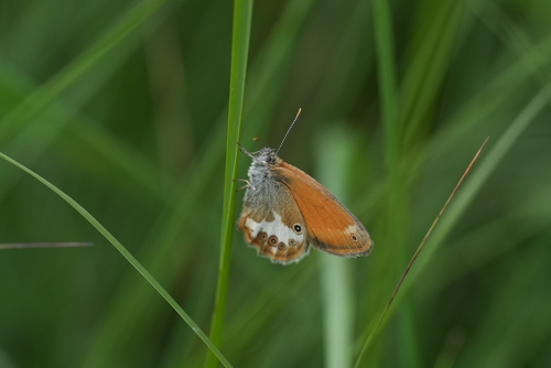 Pearly Heath