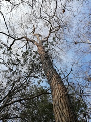 Dalbergia granadillo