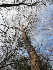 Dalbergia granadillo