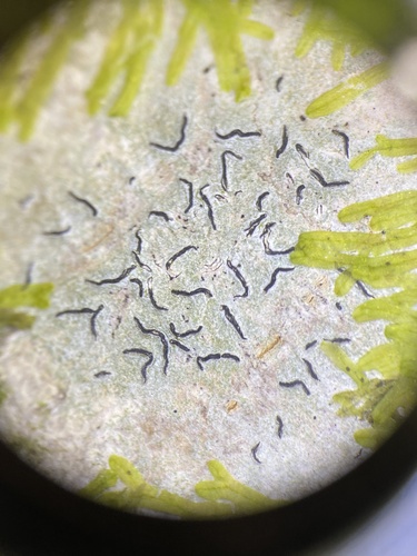 Common Script Lichen