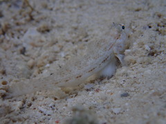Gnatholepis anjerensis