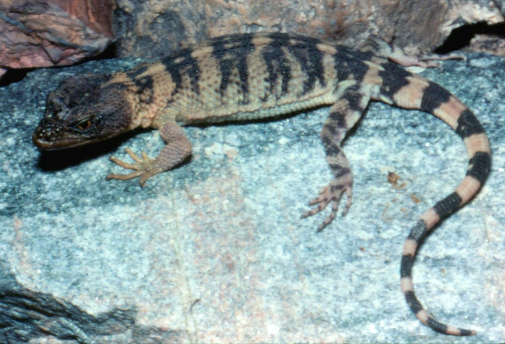 Pallid Knob-Scaled Lizard
