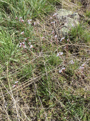 Lithophragma glabrum