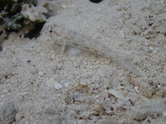 Gnatholepis anjerensis