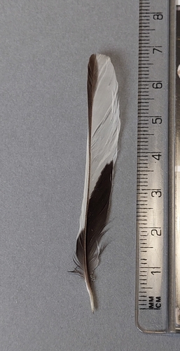 Common Chaffinch