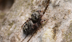Phidippus putnami