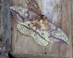 Eacles imperialis pini