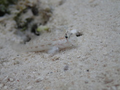 Gnatholepis anjerensis