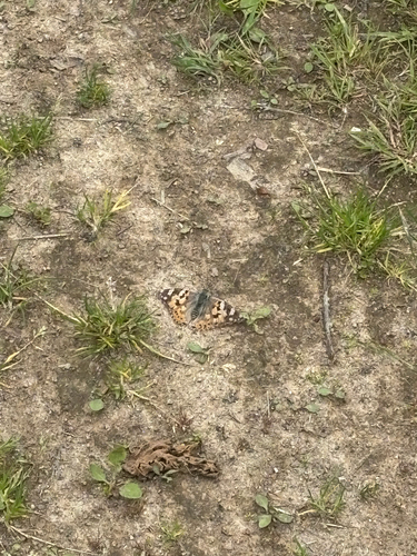 Painted Lady