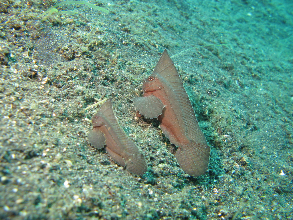 Cockatoo Fish