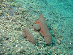 Cockatoo Leaf Fish photo 5