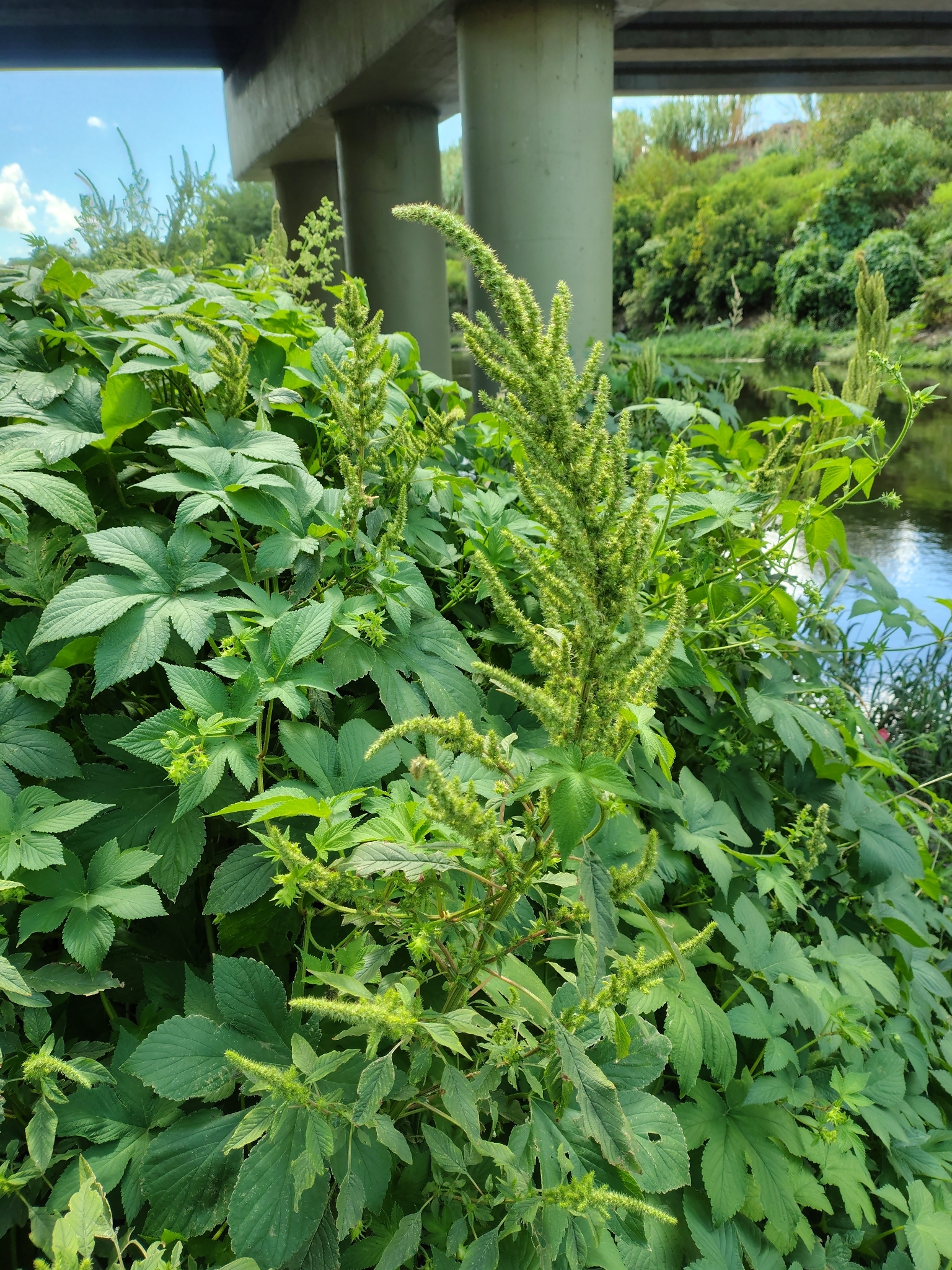 Smooth amaranth