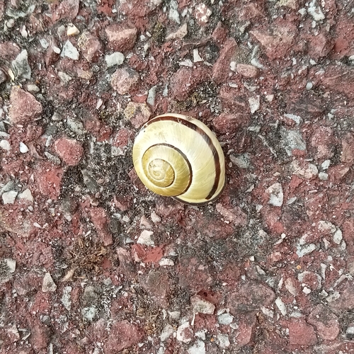 Brown-lipped Snail