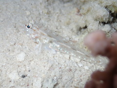 Fusigobius