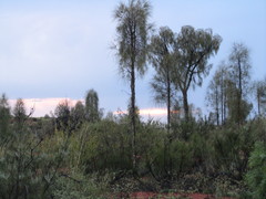 Allocasuarina decaisneana
