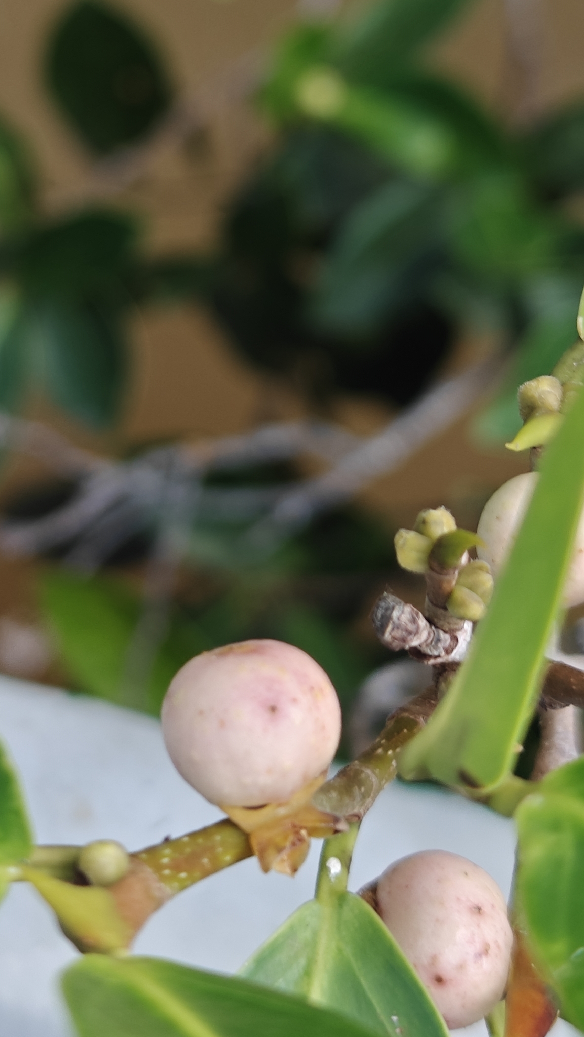 Ficus callophylla