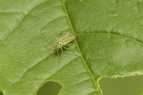 Mermitelocerus schmidtii