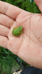 Gastrotheca marsupiata