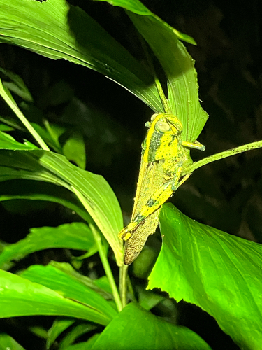 Javanese Grasshopper