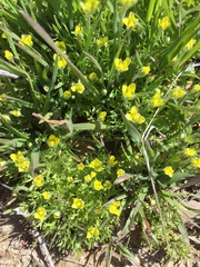 Ceratocephala testiculata