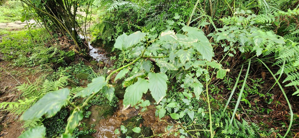 Rubus corchorifolius; photograph (c) 胡正恆(Jackson Hu), some rights reserved (CC BY)