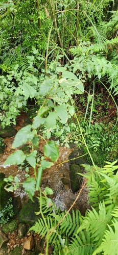 Rubus corchorifolius, photograph 4