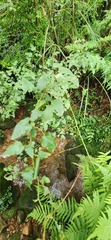 (c) 胡正恆(Jackson Hu), some rights reserved (CC BY) Rubus corchorifolius, photograph (c) 胡正恆(Jackson Hu), some rights reserved (CC BY)