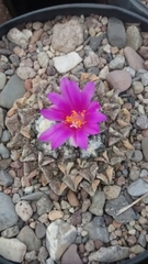 Ariocarpus kotschoubeyanus