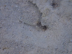 Ctenogobiops feroculus