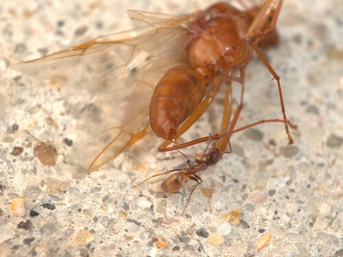 Forelius pruinosus