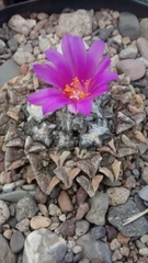 Ariocarpus kotschoubeyanus