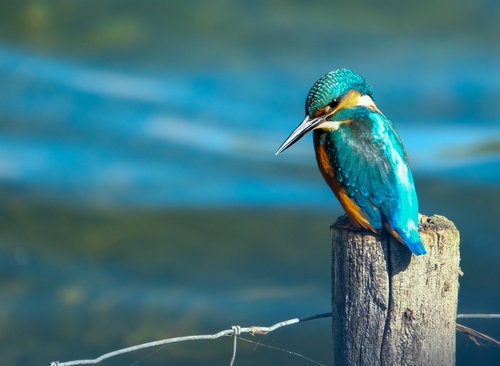 Common Kingfisher