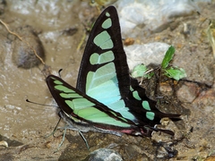 Graphium cloanthus