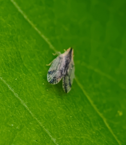 Numicia dorsalis