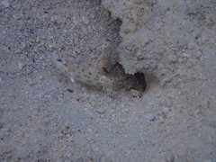 Ctenogobiops feroculus