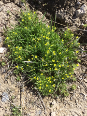 Ceratocephala testiculata