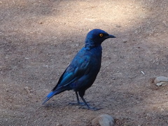 Lamprotornis chalybaeus