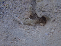 Ctenogobiops feroculus